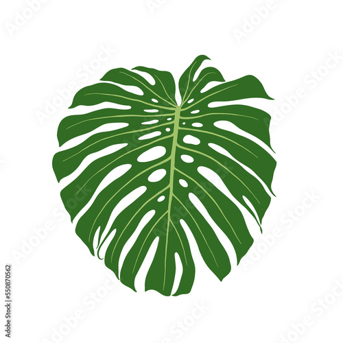Monstera deliciosa leaf. Home tropic plant. Vector colour flat illustration.