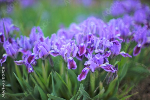 Lovely purple iris flowers with green leaves grows in spring garden.