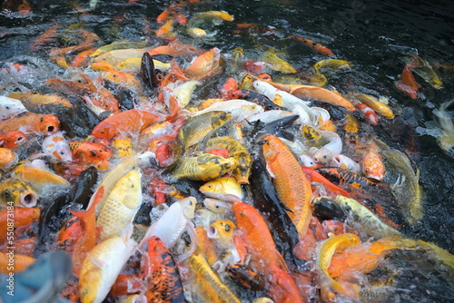 Colorful Carp (Cyprinus carpio haematopterus) swimming in the pond. Koi fish opening its mouth to suck food on water . Koi carps fish have many colors of scales such as orange, gold, black, and red.