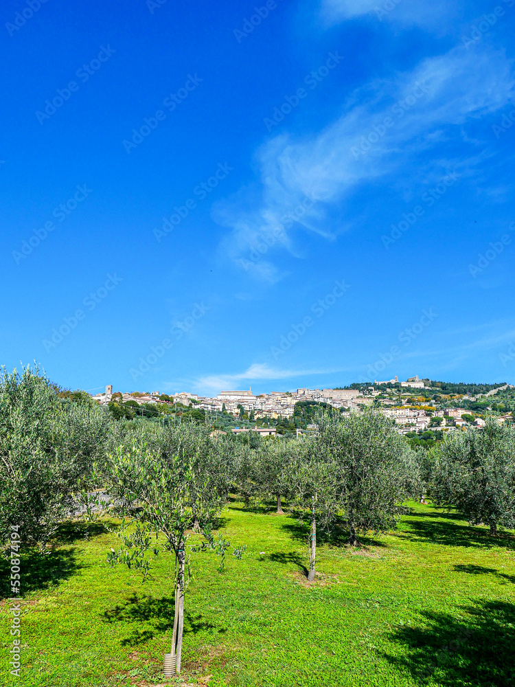 Italian landscape: olive trees are visible, in the distance behind them - houses and mountains.