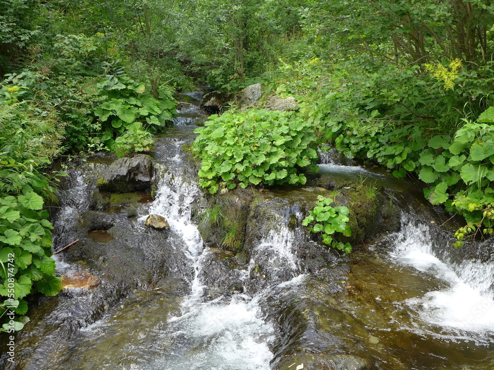 Obraz premium Waterfall in forest