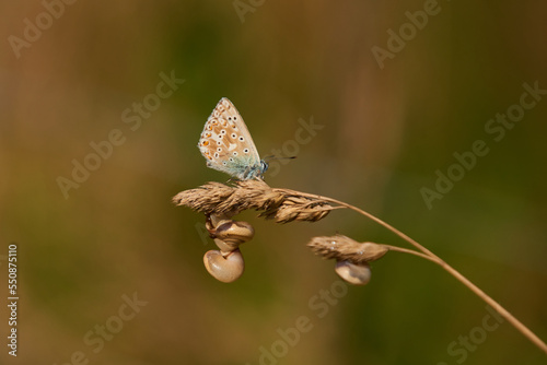 Himmelblauer Bläuling und Gemeine Heideschnecke	 photo