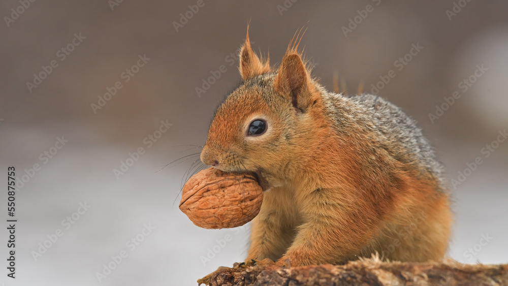 Fototapeta premium squirrel eating walnut