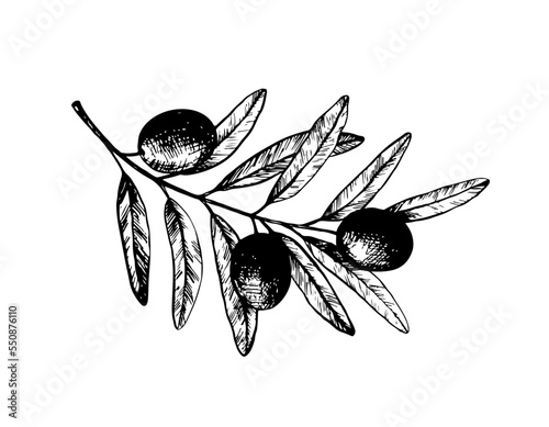 Olive branch sketch. Vector vintage engraved illustration.