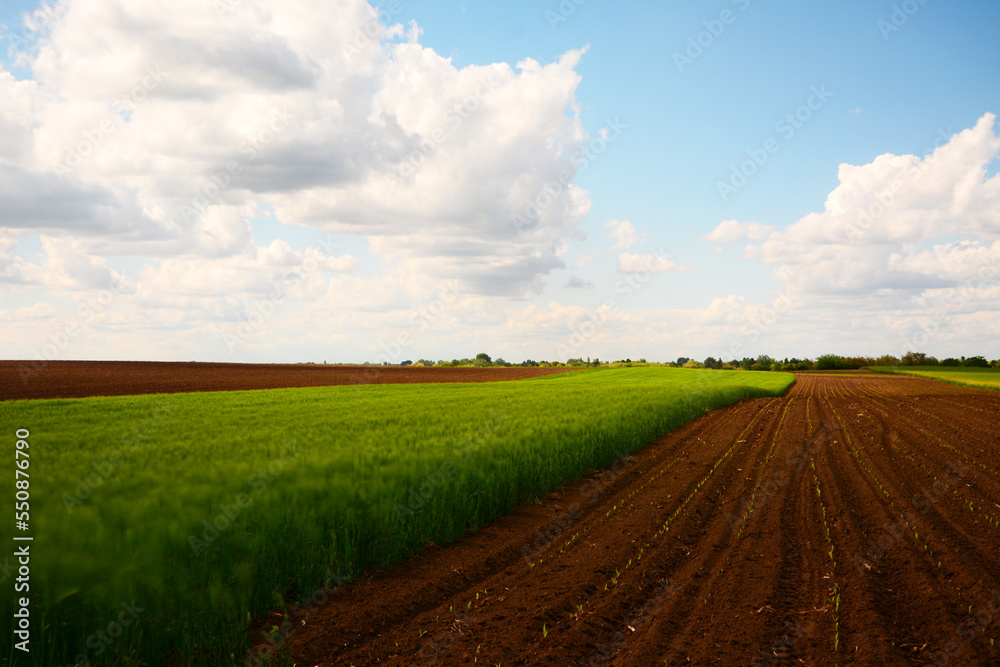 landscape with field and sky