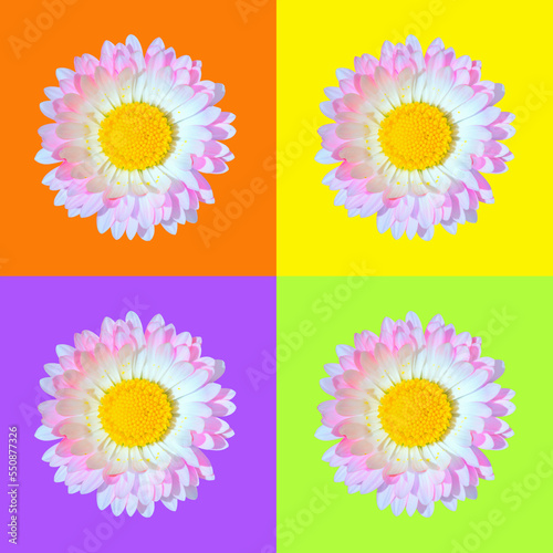 Beautiful single pink and white daisy Bellis flower head isolated on orange, purple, light green and yellow backgrounds closeup. Top view. Copy space