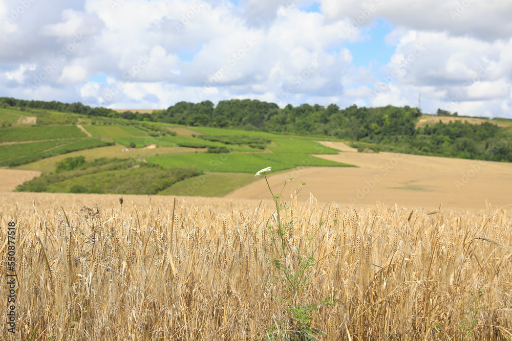 Idyllic countryside in Yonne, Burgundy, France