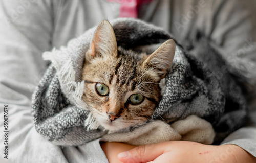 Cute striped kitten wrapped in a scarf. Close-up of a cat's muzzle wrapped in a knitted blanket. Cozy and warm concept. Kitten in the arms of a child.