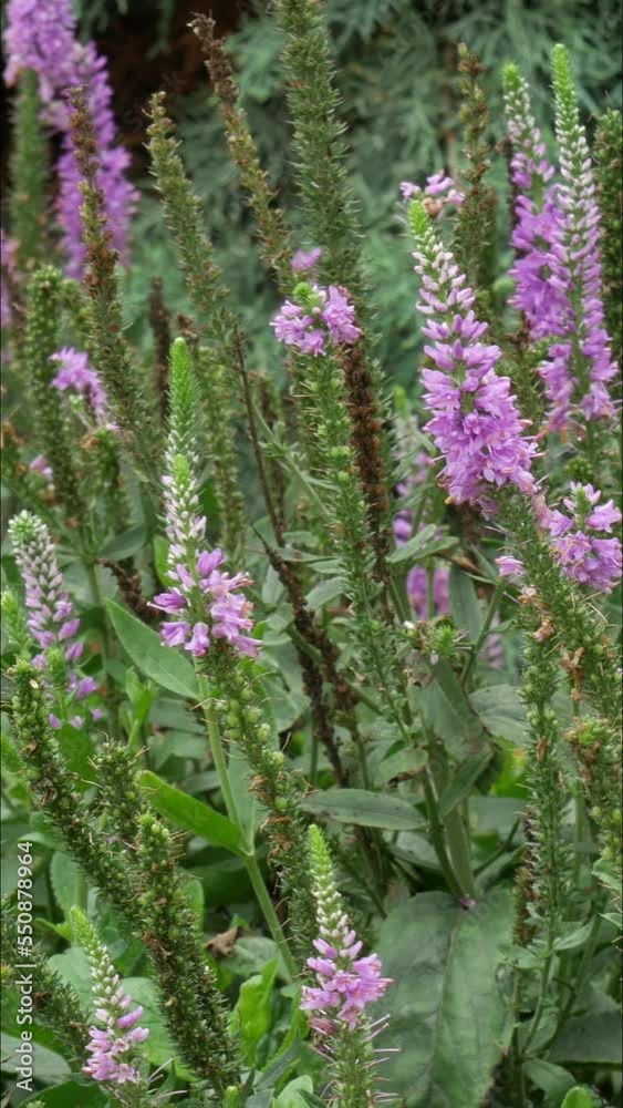 Panning shot of a field of lavender flowers in a garden, with bees flying among the flowers, vertical Panning shot of a field of lavender flowers in a garden, with bees flying among the flowers, vertical