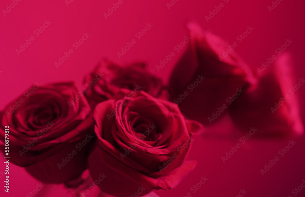 pink roses on purple background close up, color of the year 2023 pink roses on purple background close up, color of the year 2023