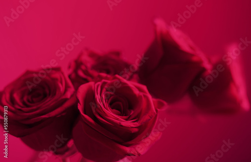 pink roses on purple background close up  color of the year 2023