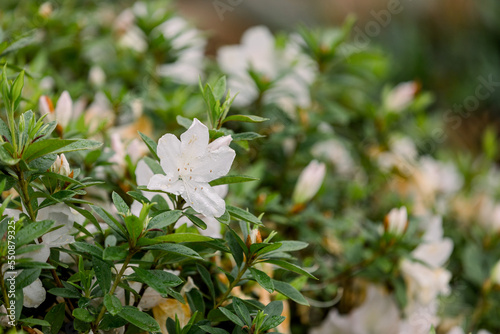 White azalea blooms.