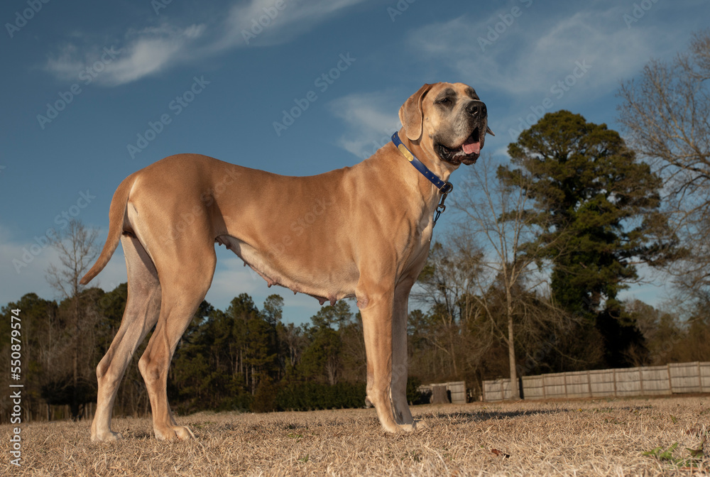 Purebred female Great Dane standing on a field Purebred female Great Dane standing on a field