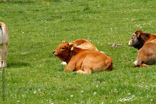 Vache de France au repos