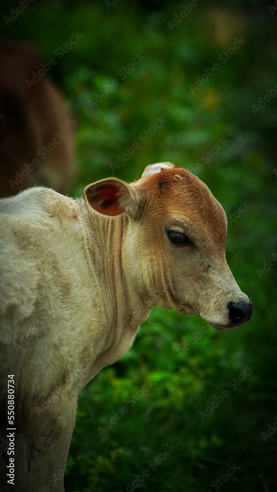 This is a cow picture. Would you like to buy it? This is a cow picture. Would you like to buy it?