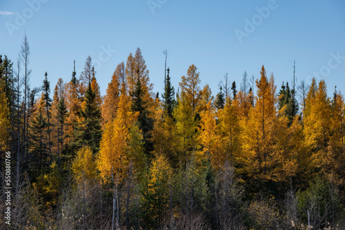 Golden tamarack (larch) trees in autumn against a blue sky.