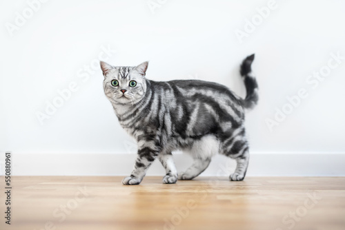 Canvas Print Kitten British shorthair silver tabby cat walk at home