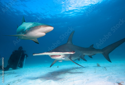 Great hammerhead shark, Carribean reef shark and divers. © frantisek hojdysz