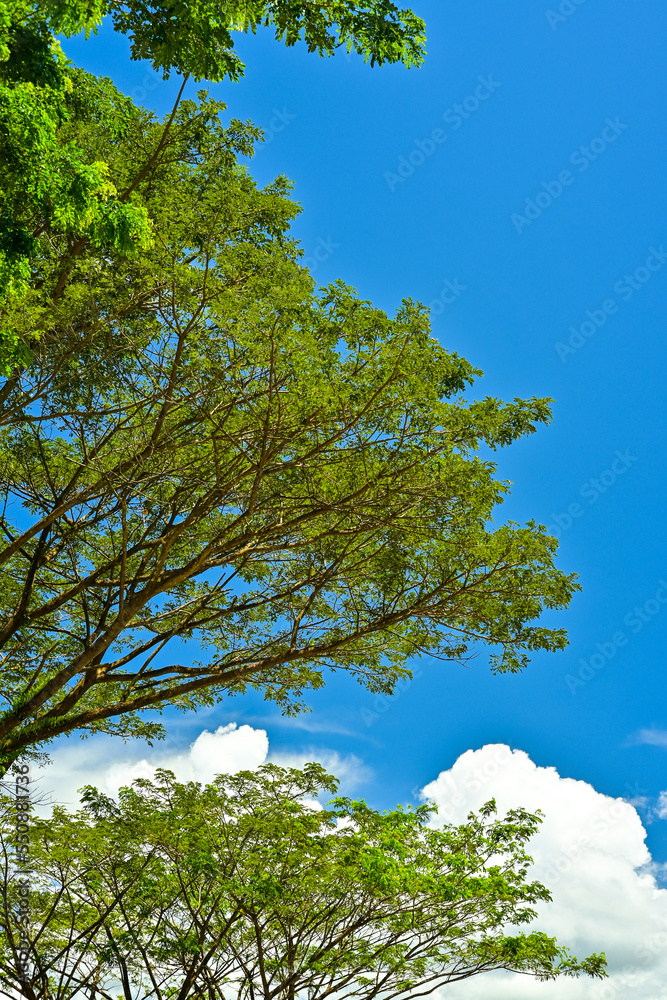 Fototapeta premium trees and sky