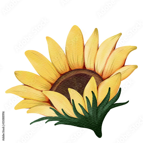 sunflower isolated on white
