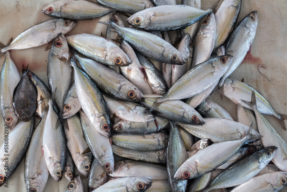 heaps of fresh fish caught by fishermen being sold in traditional markets heaps of fresh fish caught by fishermen being sold in traditional markets