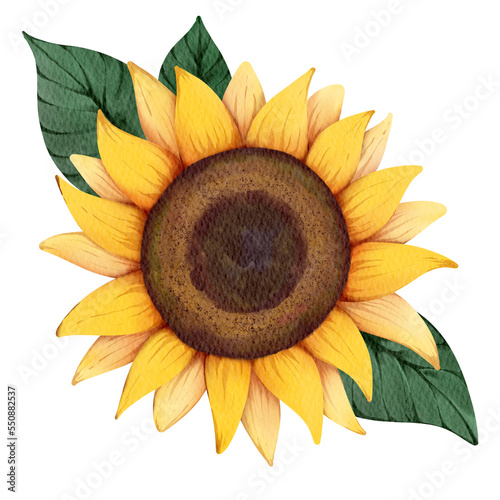 sunflower isolated on white