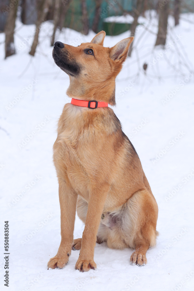 black laika dog full body photo on green grass background black laika dog full body photo on green grass background