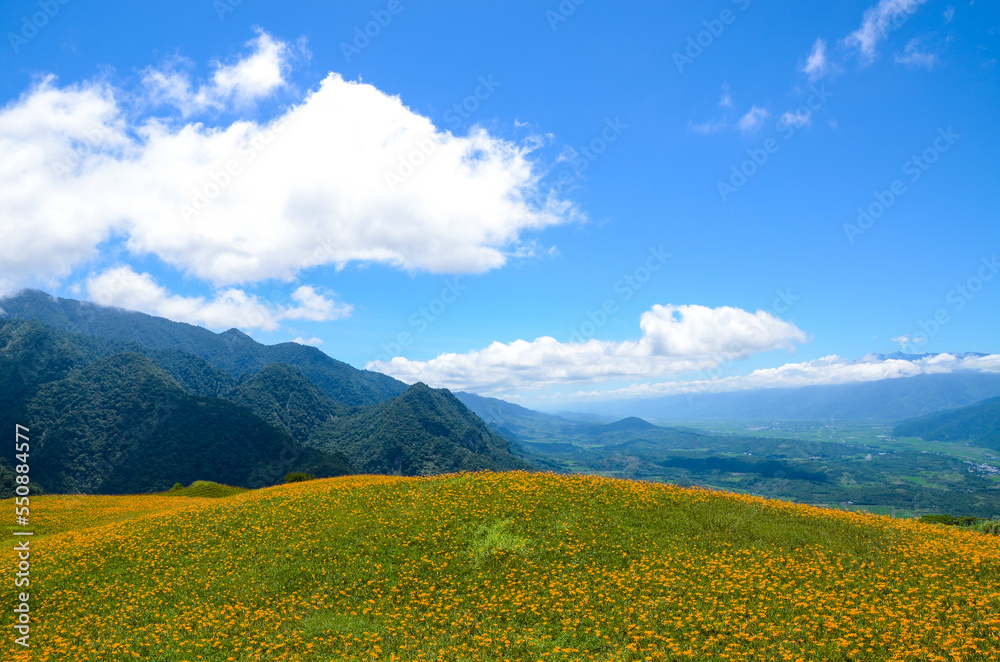 Hemerocallis fulva, Orange Daylily, The Orange day lily flower at sixty stone mountain, Fuli, Hualien, Taiwan