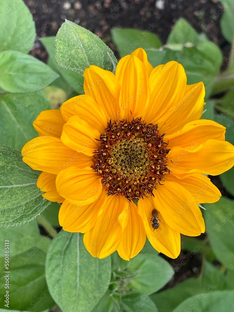 Lovely yellow flower Lovely yellow flower