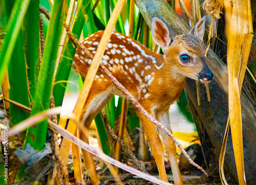 Baby fawns