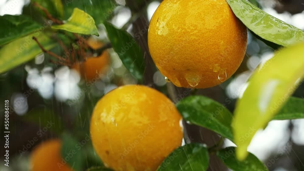 Orange trees growing in subtropical regions, rain drops falling. Branch of an orange tree with fresh ripe fruits. juicy sweet oranges n a citrus orchard, selective focus. mandarin, tangerin, oranges.