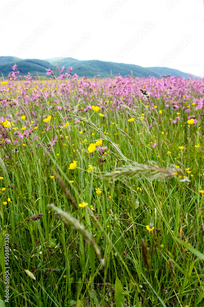 Obraz premium Meadow grasses