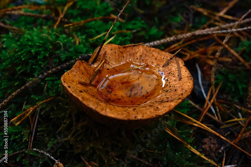 Inedible mushrooms in the autumn, wet forest. Fallen leaves, moss.