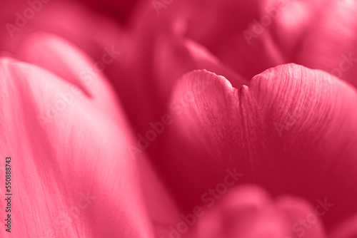 Wallpaper Mural Trendy color 2023. Via magenta color background Torontodigital.ca