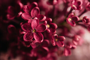 Foto auf Acrylglas Pantone 2023 Viva Magenta Schöne lila Blumen Trendige Farbe von 2023 Viva Magenta Hintergrund. Frühlingsblüte. Lila lila Blume am Busch. Blumenstrauß aus lila Blüten, geringe Schärfentiefe. Glückwunschkarte zum Muttertag  © Serenkonata