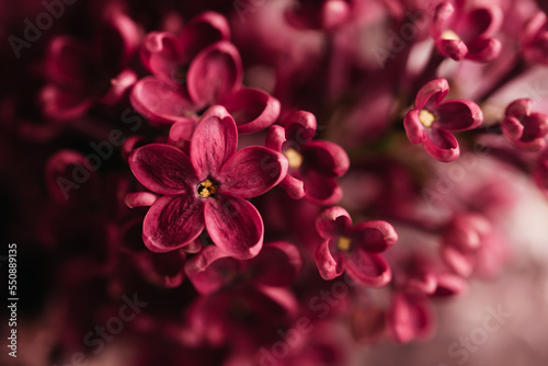 Beautiful lilac flowers Trendy color of 2023 viva magenta background. Spring blossom. Purple lilac flower on bush. Bouquet of purple flowers, shallow depth of field. Happy Mother's Day greetings card