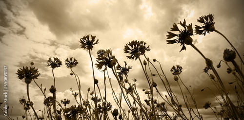 cornflowers and sky,kornblumen und himmel