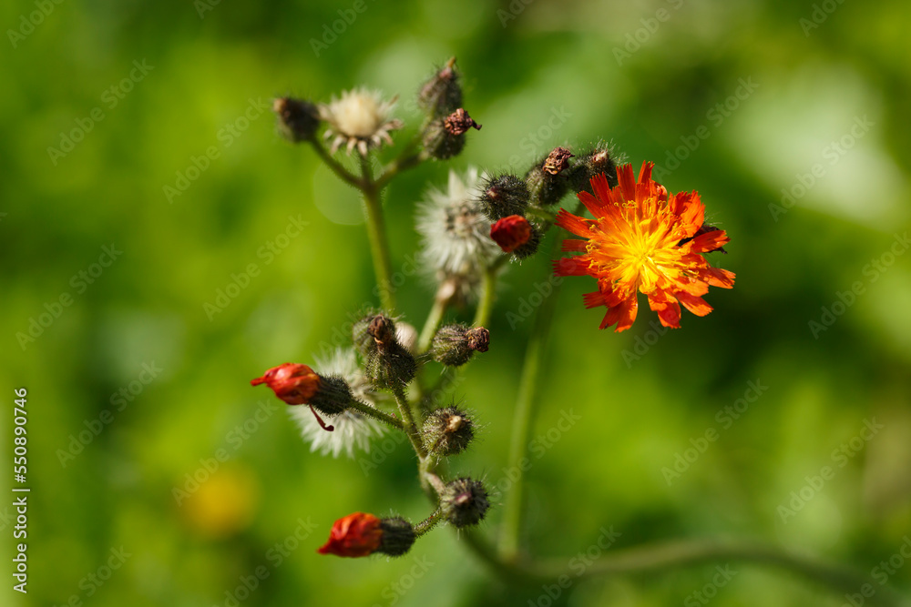 Orangerotes Habichtskraut (Pilosella aurantiaca) Orangerotes Habichtskraut (Pilosella aurantiaca)