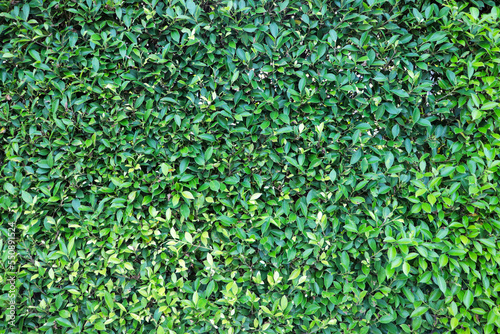 green grass background,green wall background green leaf background