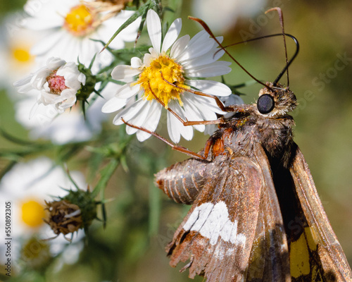 silver spotted skipper on a flower photo