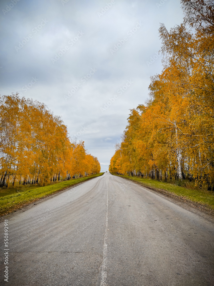 road along the autumn forest. High quality photo road along the autumn forest. High quality photo
