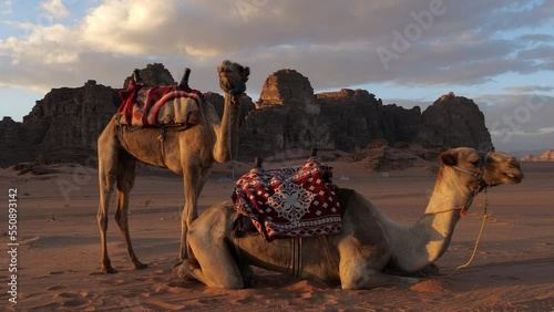 Two dromedary camels in Wadi Rum valley, Jordan photo
