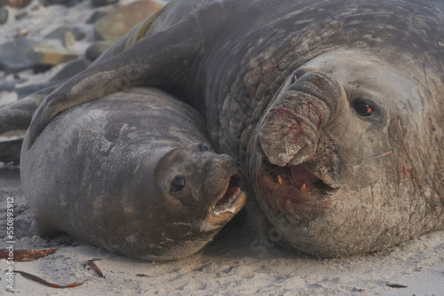 Southern Elephant Seals (Mirounga leonina) mating on a sandy beach on Sealion Island in the Falkland Islands.