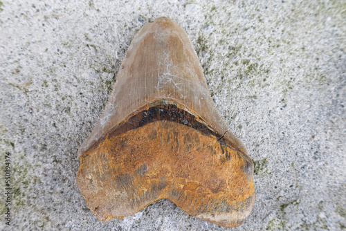 Close up of a real Megalodon Tooth