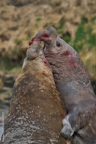 Southern Elephant Seal (Mirounga leonina) fights with a rival for control of a large harem of females during the breeding season on Sea Lion Island in the Falkland Islands. photo