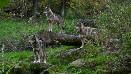 Eurasian wolf joining pack of three grey wolves (Canis lupus lupus) standing on fallen tree trunk in forest in autumn