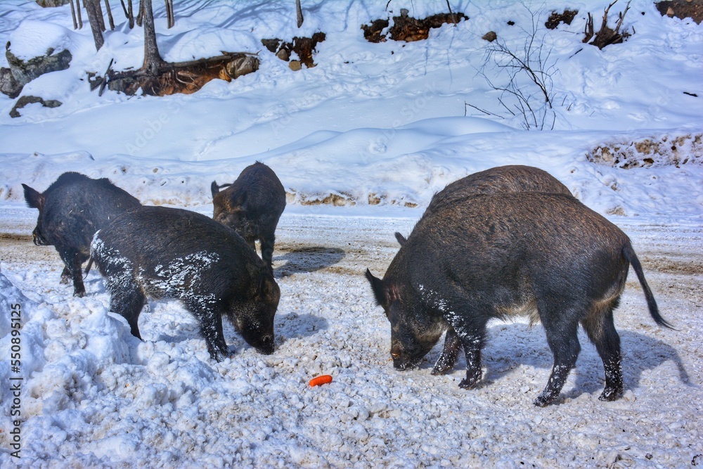 Wild boar enjoying food, Parc Omega, Quebec, Canada Wild boar enjoying food, Parc Omega, Quebec, Canada