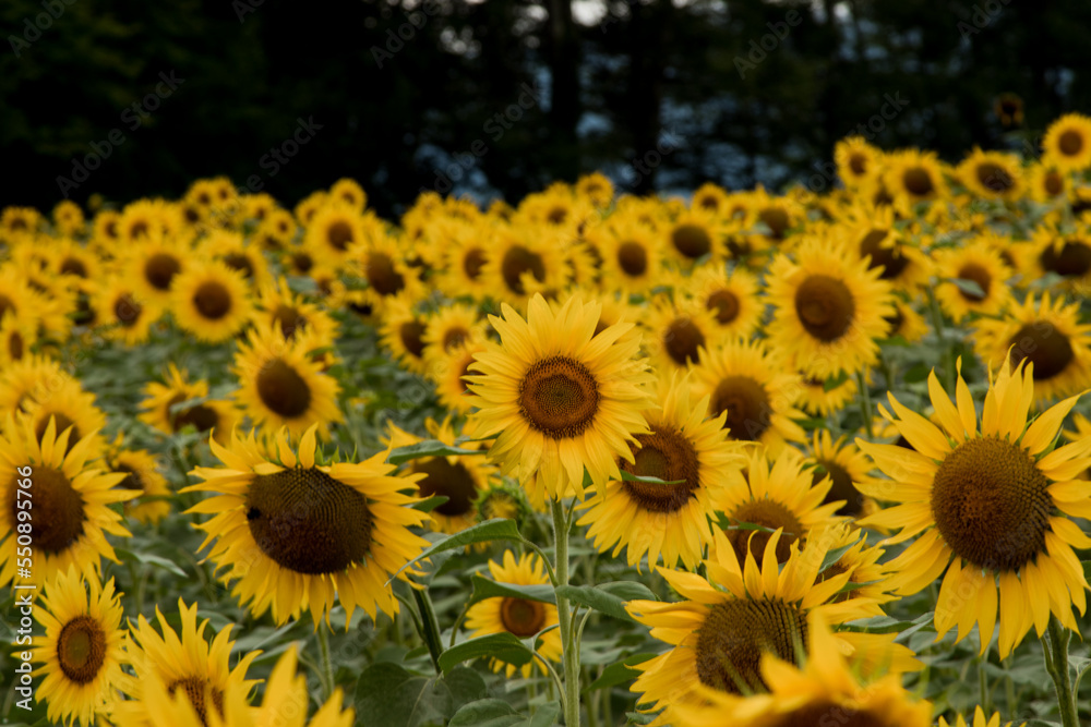 Fototapeta premium Sunflower in the abundance field with blue bright sky background.Beautiful sunflower in sunflower field on summer with blue sky.