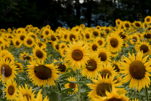 Fototapeta Naklejka Na Ścianę i Meble -  Sunflower in the abundance field with blue bright sky background.Beautiful sunflower in sunflower field on summer with blue sky.