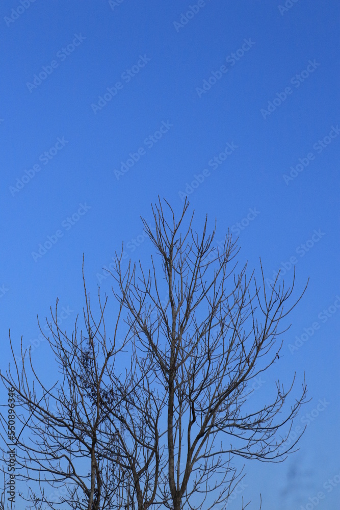 The silhouette of a tree without leaves on the background of a light sky with clouds. A tree with many branches. Natural background The silhouette of a tree without leaves on the background of a light sky with clouds. A tree with many branches. Natural background